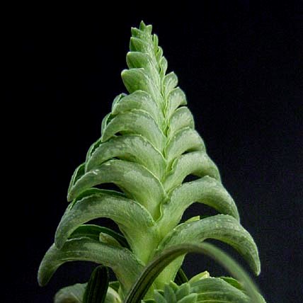 Lapeirousia pyramidalis ssp. pyramidalis - 5 Seed Pack