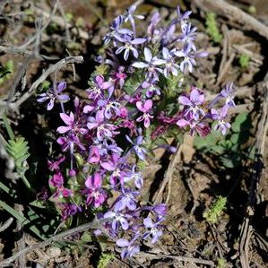 Lapeirousia pyramidalis ssp. pyramidalis - 5 Seed Pack - Image 2
