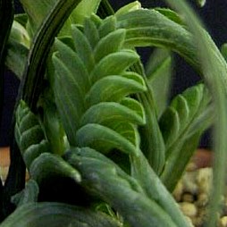 Lapeirousia pyramidalis ssp. pyramidalis - 5 Seed Pack - Image 3