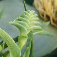 Lapeirousia pyramidalis ssp. pyramidalis - 5 Seed Pack - Image 4