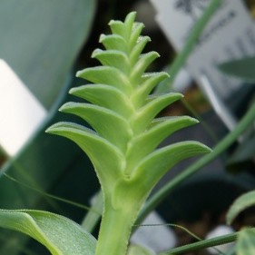 Lapeirousia pyramidalis ssp. pyramidalis - 5 Seed Pack - Image 5