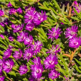 Leipoldtia schultzei - Langbeen T'nouroebos - 10 Seed Pack