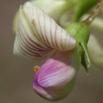 Lessertia pauciflora - 5 Seed Pack
