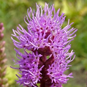 Liatris spicata - Dense Blazing Star, Prairie Gay Feather - 10 Seed Pack - Image 2