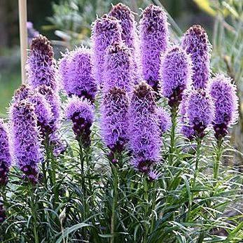 Liatris spicata - Dense Blazing Star, Prairie Gay Feather - 10 Seed Pack - Image 3