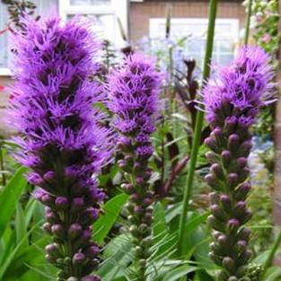 Liatris spicata - Dense Blazing Star, Prairie Gay Feather - 10 Seed Pack - Image 4