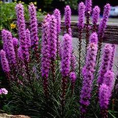 Liatris spicata - Dense Blazing Star, Prairie Gay Feather - 10 Seed Pack - Image 5