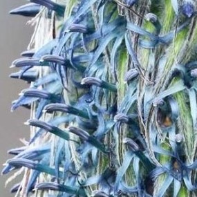Lobelia wollastonii - 100 Seed Pack - Image 4