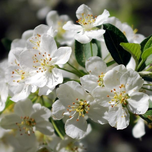 Malus sargentii - Sargent Crabapple Bonsai & Bonsai eBook - 5 Seed Pack - Image 2
