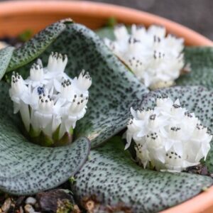 Massonia amoena - Eastern Hedgehog Lily - 5 Seed Pack