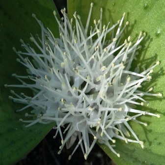 Massonia bakeriana - Northern Pustulate Hedgehog Lily - 5 Seed Pack