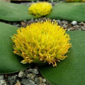 Massonia citrina - 5 Seed Pack