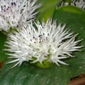Massonia hirsuta - 5 Seed Pack