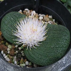 Massonia longipes - Coastal Hedgehog Lily - 5 Seed Pack