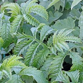 Melianthus dregeanus - Red Honey Flower - 5 Seed Pack