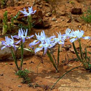 Moraea saxicola - 5 Seed Pack