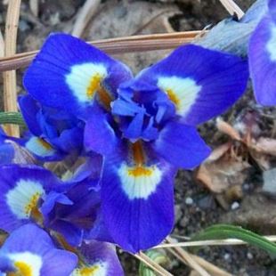 Moraea sisyrinchium - Barbary Nut - 5 Seed Pack - Image 2