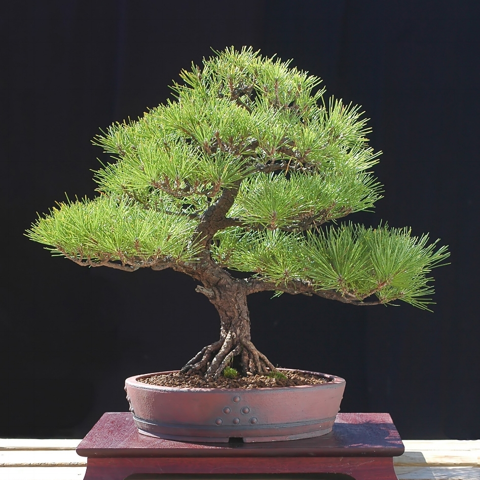 Pinus wallichiana - Himalayan White Pine, Bhutan Pine, Blue Pine, Himalayan Pine Bonsai & Bonsai eBook - 5 Seed Pack