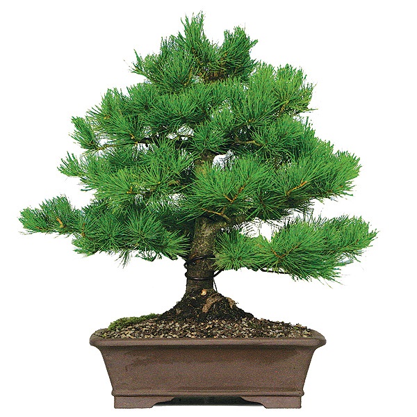 Pinus wallichiana - Himalayan White Pine, Bhutan Pine, Blue Pine, Himalayan Pine Bonsai & Bonsai eBook - 5 Seed Pack - Image 3