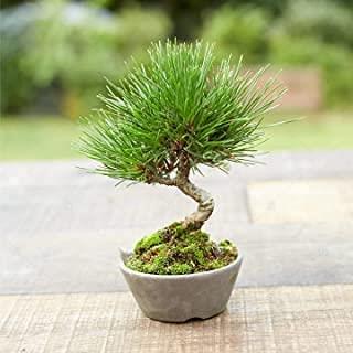 Pinus wallichiana - Himalayan White Pine, Bhutan Pine, Blue Pine, Himalayan Pine Bonsai & Bonsai eBook - 5 Seed Pack - Image 2
