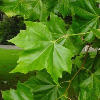 Platanus x hispanica - London Plane - 10 Seed Pack - Image 2
