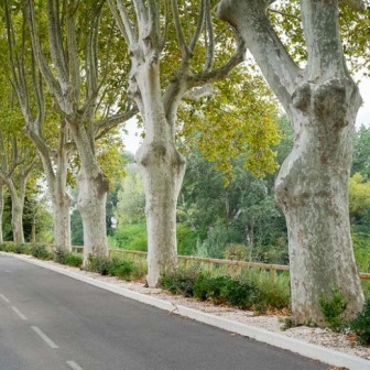 Platanus x hispanica - London Plane - 10 Seed Pack - Image 5