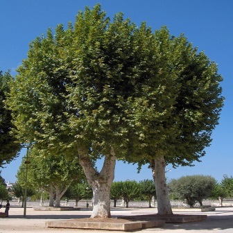 Platanus x hispanica - London Plane - 10 Seed Pack - Image 4