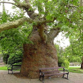 Platanus x hispanica - London Plane - 10 Seed Pack