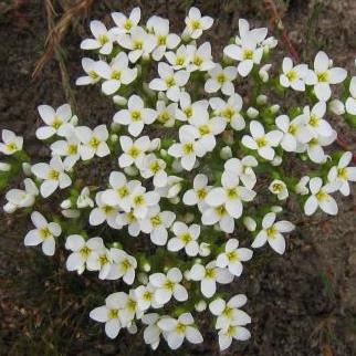 Sebaea albens - 5 Seed Pack