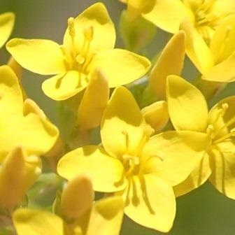 Sebaea aurea - 5 Seed Pack