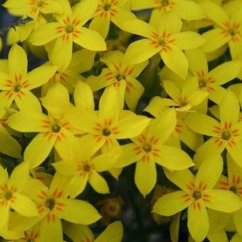 Sebaea exacoides - Naeltjiesblom, Naeltjiesbossie; Painted Yellowwort - 10 Seed Pack