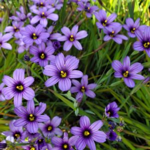 Sisyrinchium bellum - Western Blue-eyed Grass, Californian Blue-eyed Grass - 20 Seed Pack