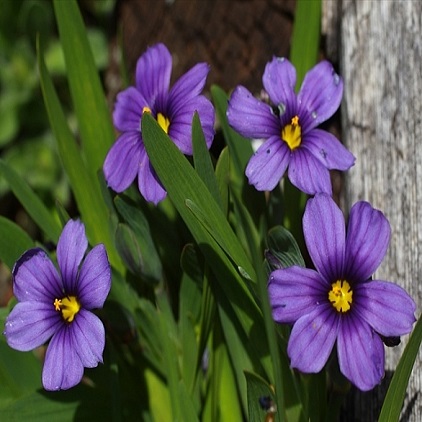 Sisyrinchium bellum - Western Blue-eyed Grass, Californian Blue-eyed Grass - 20 Seed Pack - Image 2