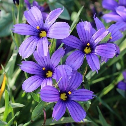 Sisyrinchium bellum - Western Blue-eyed Grass, Californian Blue-eyed Grass - 20 Seed Pack - Image 3
