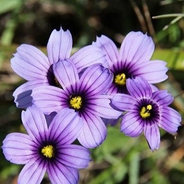 Sisyrinchium bellum - Western Blue-eyed Grass, Californian Blue-eyed Grass - 20 Seed Pack - Image 4
