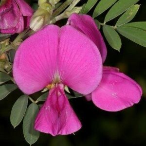 Tephrosia grandiflora - Pink Bush Pea; Rooiertjie - 5 Seed Pack