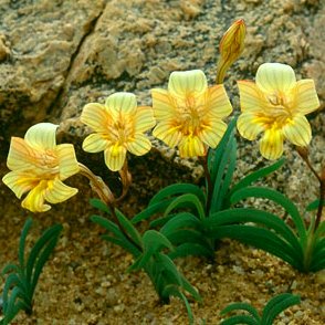 Tritonia florentiae - 5 Seed Pack