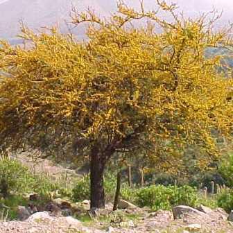 Vachellia caven - Roman Cassie - 10 Seed Pack - Image 3