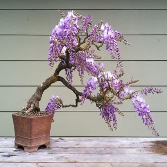 thumbnail interactive-video image 1 of Chinese Wisteria Seeds – Fast-Growing Perennial Flowering Vine, Cold Hardy, Bonsai Friendly, Sinensis Variety 1 of 4