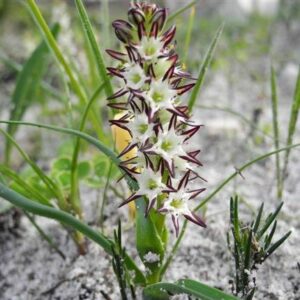 Wurmbea inusta - 5 Seed Pack