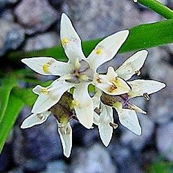 Wurmbea kraussii - 5 Seed Pack