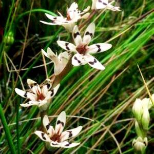 Wurmbea kraussii - 5 Seed Pack - Image 2