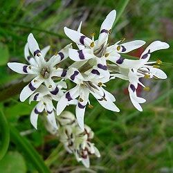 Wurmbea kraussii - 5 Seed Pack - Image 3