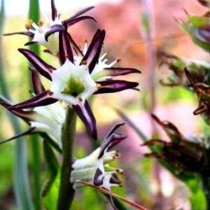 Wurmbea spicata - 5 Seed Pack
