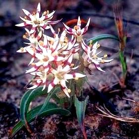 Wurmbea spicata - 5 Seed Pack - Image 2