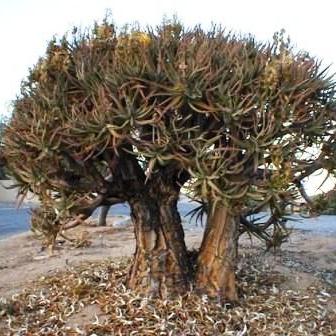 Aloidendron ramosissimum (Aloe ramosissima) - Maiden's Quiver Tree - 5 Seed Pack - Image 2