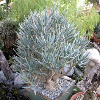 Aloidendron ramosissimum (Aloe ramosissima) - Maiden's Quiver Tree - 5 Seed Pack - Image 10