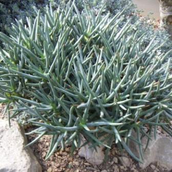 Aloidendron ramosissimum (Aloe ramosissima) - Maiden's Quiver Tree - 5 Seed Pack - Image 4