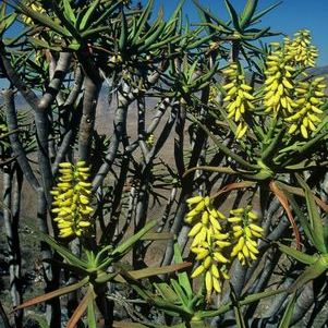 Aloidendron ramosissimum (Aloe ramosissima) - Maiden's Quiver Tree - 5 Seed Pack - Image 5