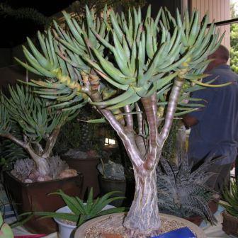 Aloidendron ramosissimum (Aloe ramosissima) - Maiden's Quiver Tree - 5 Seed Pack - Image 6